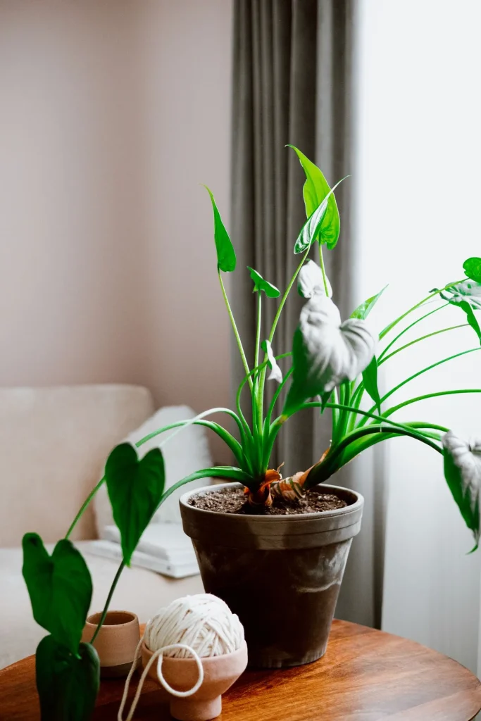 Planta em vaso posicionada perto da janela em uma sala iluminada.