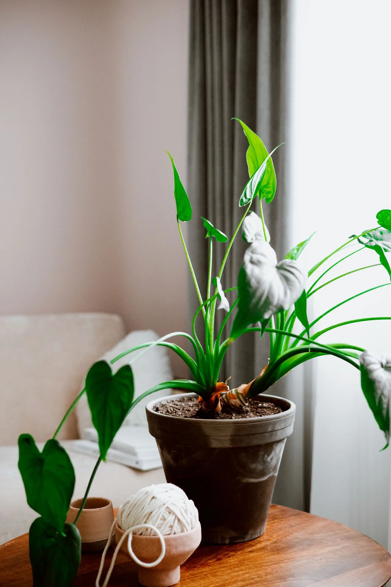 Como usar plantas na decoração de interiores
